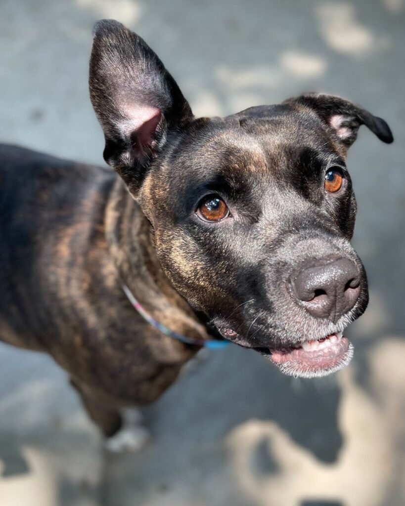 Small West Highland White Terrier sitting on a clean floor indoors